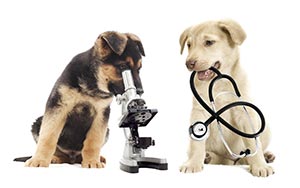 veterinarian Scottsdale